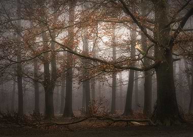 Foggy memory of the past