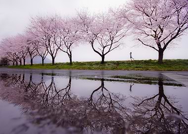 Rain of spring