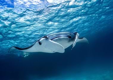 Manta ray
