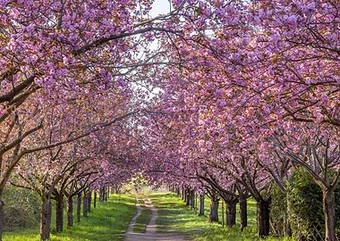 Beautiful cherry blossom