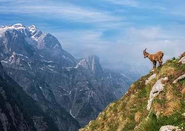 Alpine Ibex