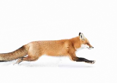 Red Fox on the run
