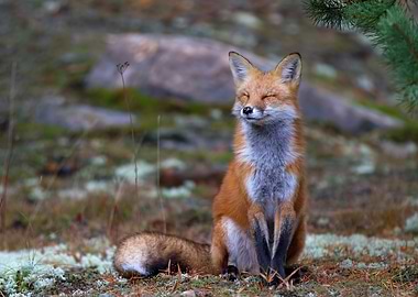 Fox Zen - Algonquin Park