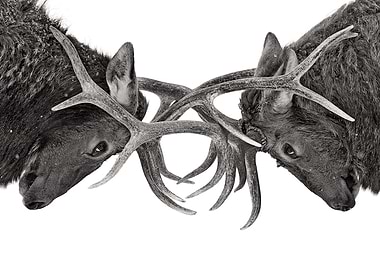 Eye to Eye - Elk fight
