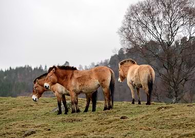 Horses
