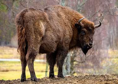 Bison