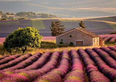 lavender fields