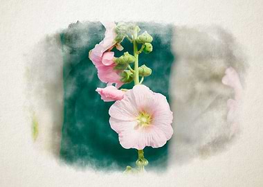 Closeup of a Hollyhock