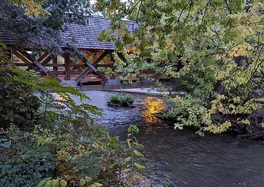Reflections Through Brush