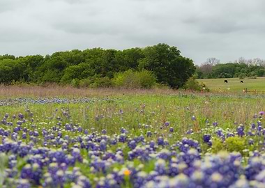 Bluebonnet field