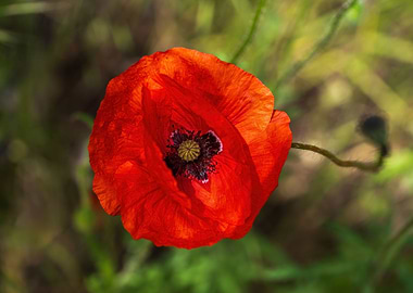 Red Poppy Blooming Flower
