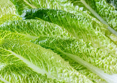 Romaine lettuce leaves