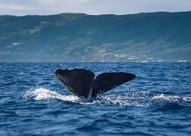 Sperm Whale Fluke