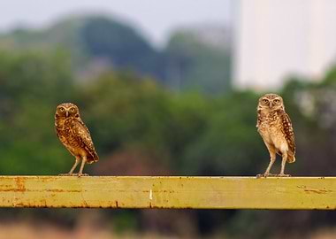 two owls on a fence