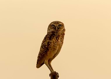 owl on a fence at sunset