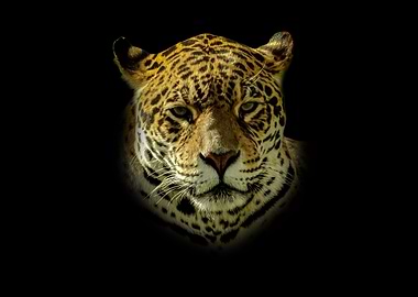 Jaguar portrait