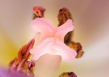 Inside a purple tulip