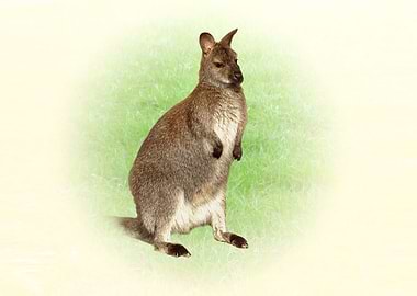 Kangaroo