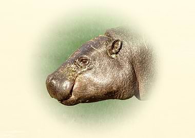 Pygmy hippopotamus