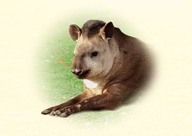 Tapir