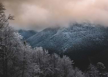 Foggy forest in Moldova