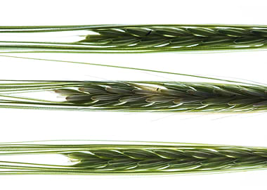 Back lit wheat stalks