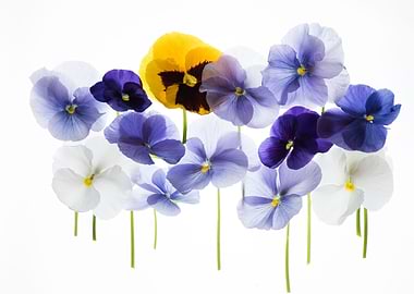 backlit pansy petals