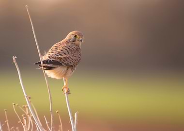 Common kestrel