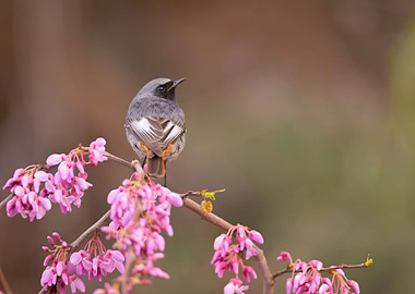 Male Black Redstart
