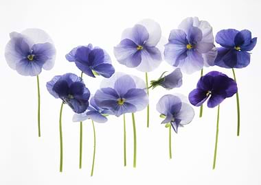 backlit pansy petals