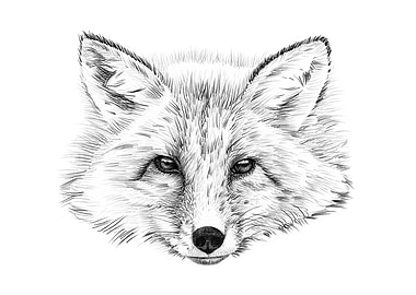 Fox portrait