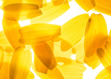 Back lit Flower petals