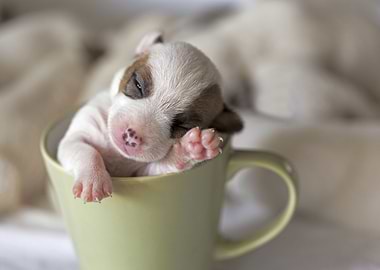 Puppy in a mug