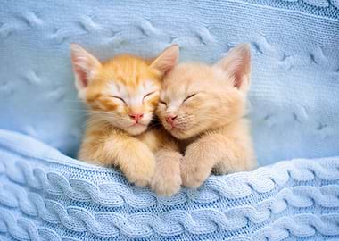 Sleeping kittens