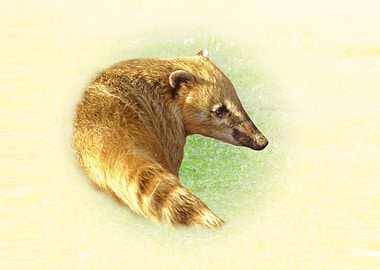Coati