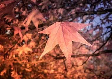 maple leaf in the autumn