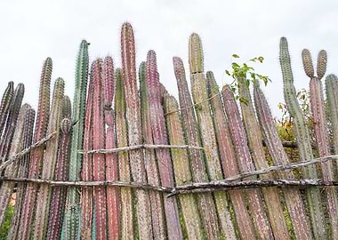 Cacti Fence Dream 1