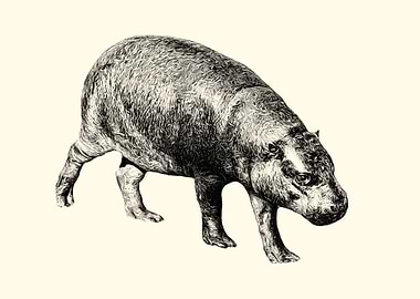 Pygmy hippopotamus