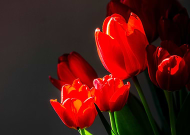 Red tulips on black