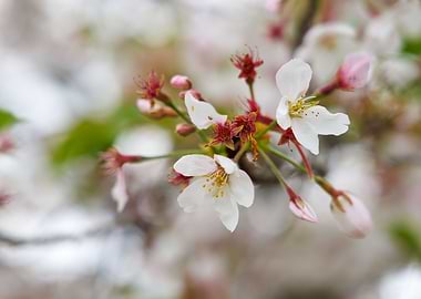 Cherry blossom