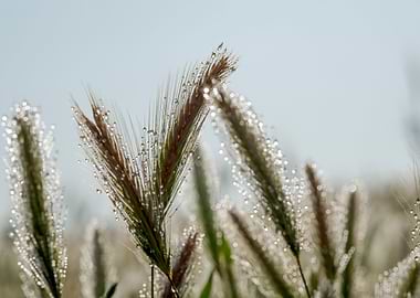 Wheat stalk cereal closeup