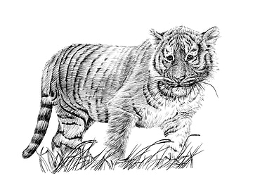 Baby tiger