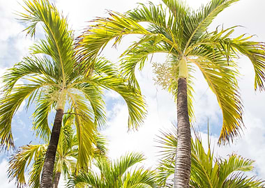 Summer Paradise Palms 1
