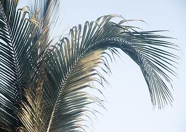 Caribbean Palm Leaves 1