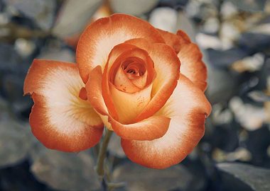 rose growing in the garden