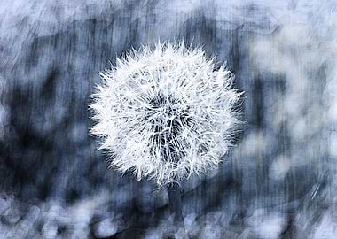 dandelion in the meadow