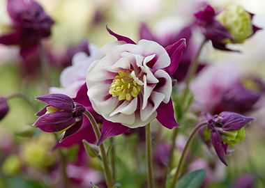 aquilegia flower in bloom