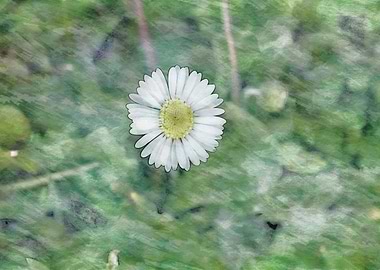 daisy in bloom in spring
