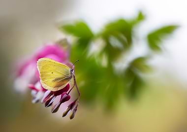 Butterfly on dicentra