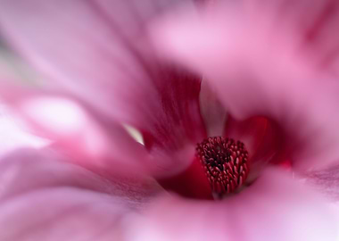 Pink magnolia flower macro
